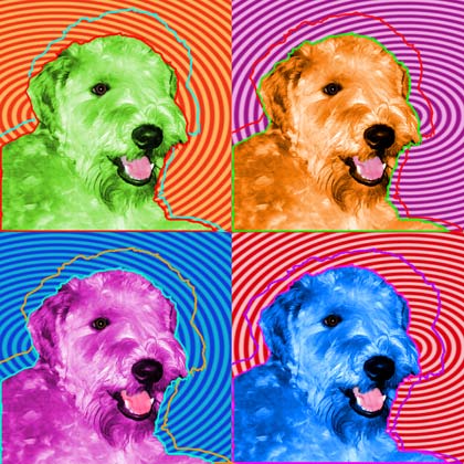 wheaten terrier