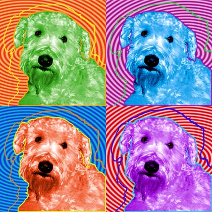 wheaten terrier