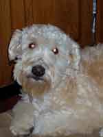 wheaten terrier