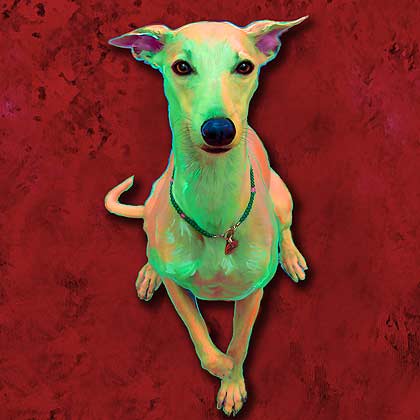 whippet
