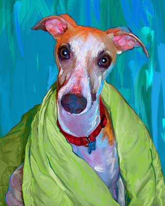 whippet portrait