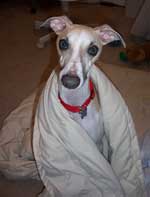 whippet photo