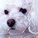 white poodle