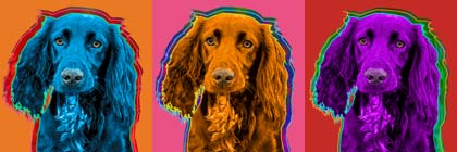 working cocker spaniel
