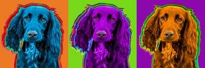 working cocker spaniel