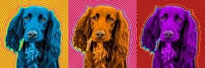 working cocker spaniel