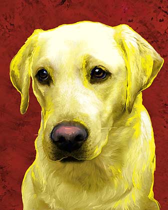 yellow lab