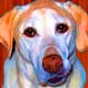 yellow lab