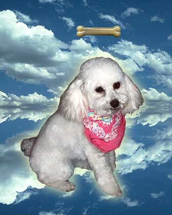 poodle art 2