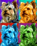 yorkie poo dogs