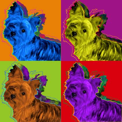 yorkshire terrier