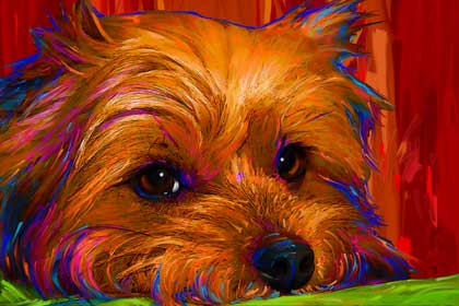yorkie art