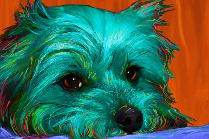 yorkie portrait