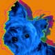 pop art yorkie dog art
