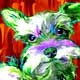 miniature schnauzer