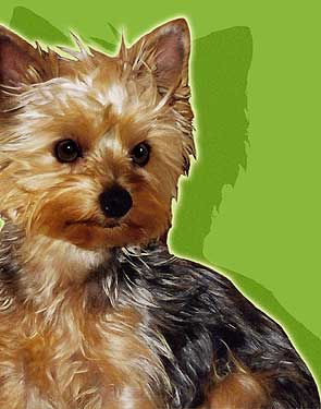 yorkies