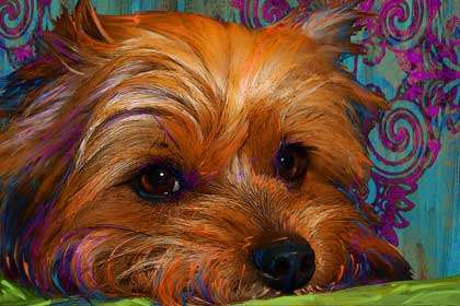 yorkie