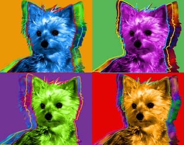 yorkie art