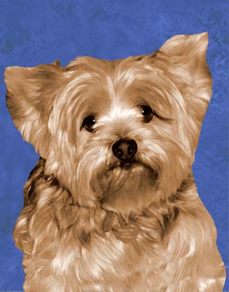 yorkshire terrier