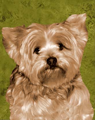 yorkie