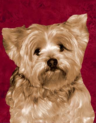 yorkie